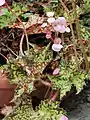 Begonia leaves are very varied in shape and varigation.