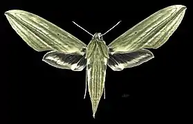 Female dorsal view