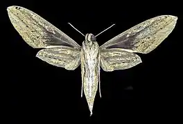 Female ventral wing