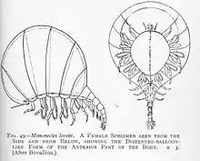 Black and white drawing of a female Mimonecles loveni from the side and below, showing the distended-balloon-like form of the anterior part of the body