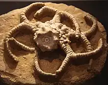 Gilbertsocrinus typus, an extinct crinoid from the Borden Formation
