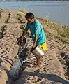 Person using two watering cans
