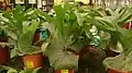 Nursery-grown seedlings of P. grande