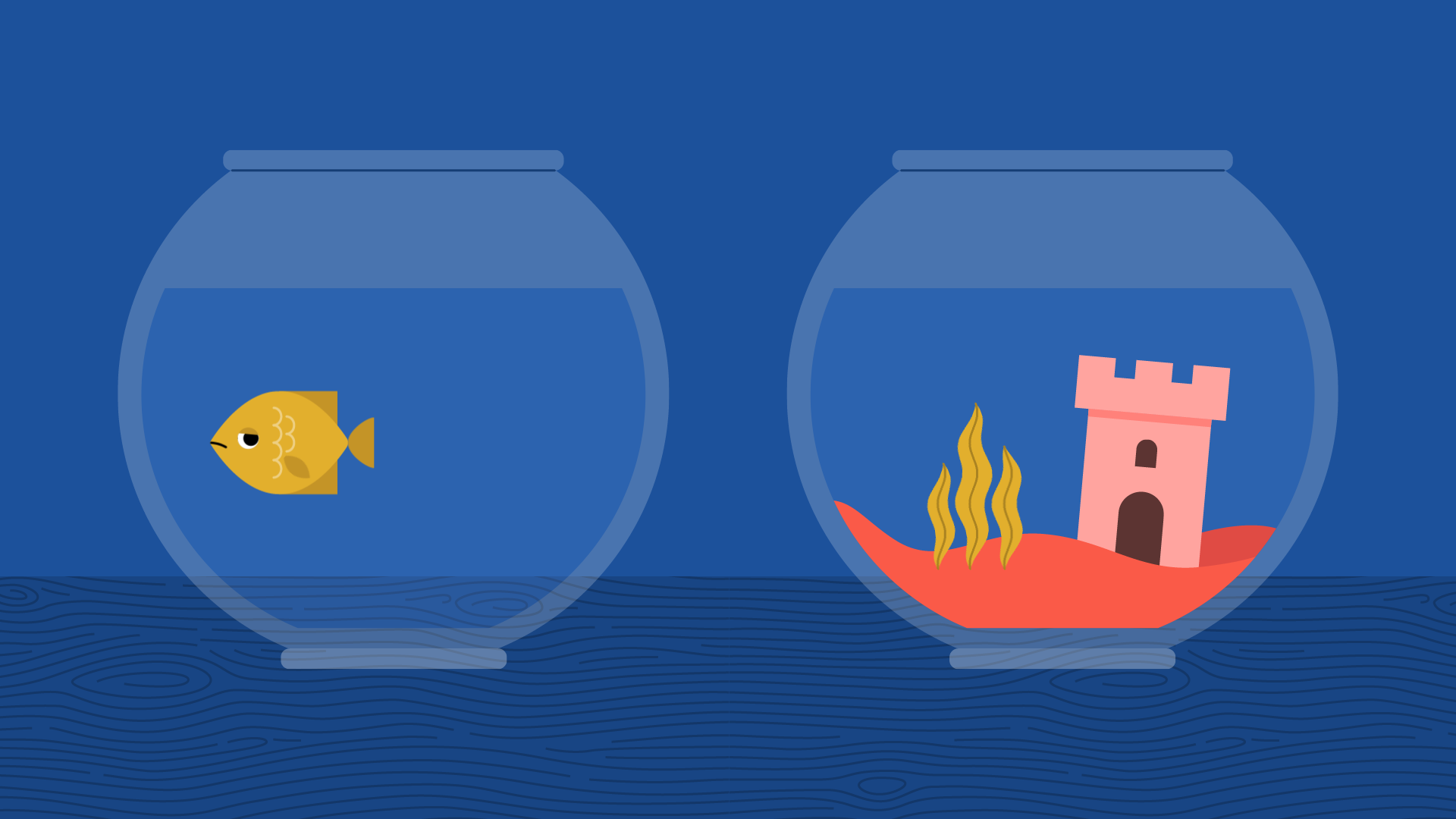 fish refusing a fancier fish bowl fish refusing a fancier fish bowl